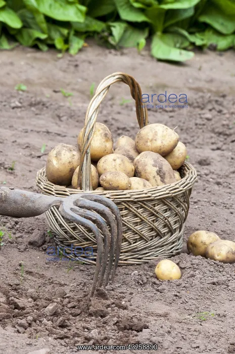 : Harvest of potatoes Agria in a kitchen garden : Harvest of potatoes Agria in a kitchen garden