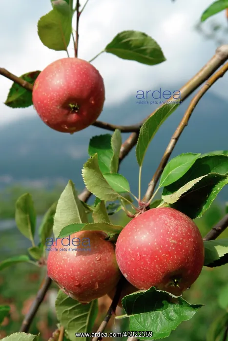: Harvest-ready Apples : Harvest-ready Apples