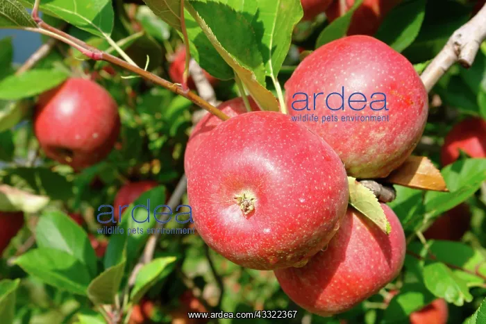 : Harvest-ready Apples : Harvest-ready Apples