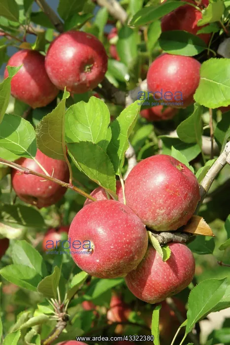 : Harvest-ready Apples : Harvest-ready Apples