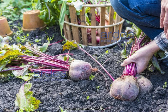 : Harvest of red beets in a kitchen garden, Autumn : Harvest of red beets in a kitchen garden, Autumn