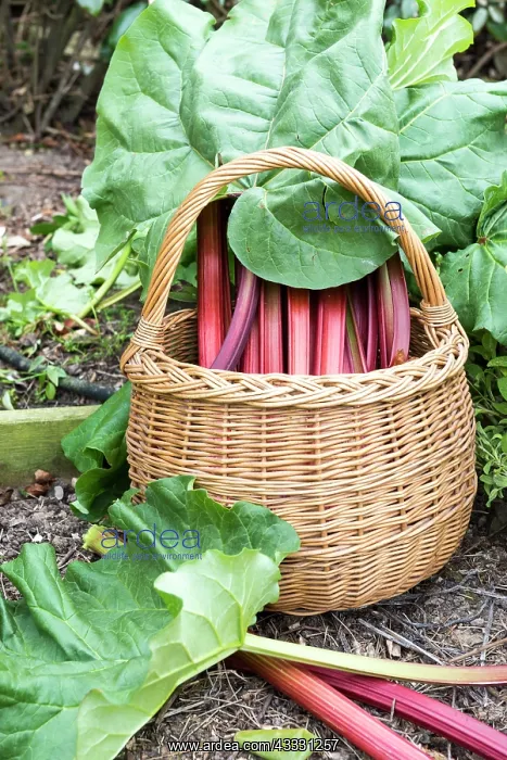 : Harvest of rhubarb in a kitchen garden : Harvest of rhubarb in a kitchen garden