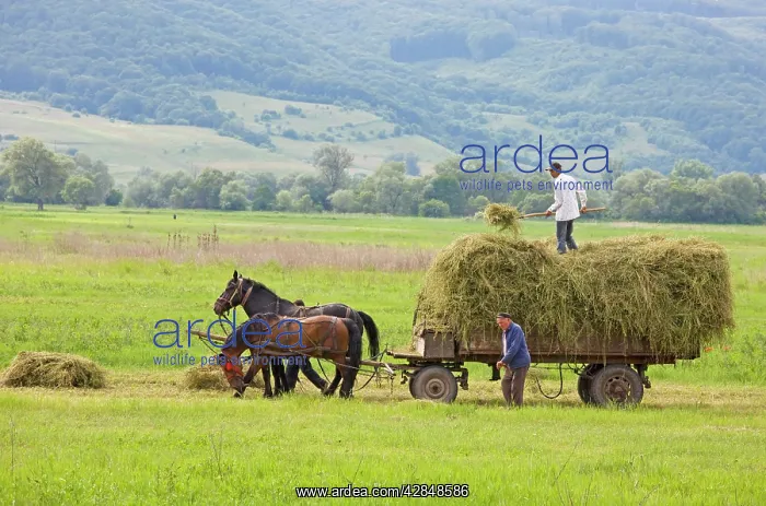 : Harvest time with horse and cart : Harvest time with horse and cart