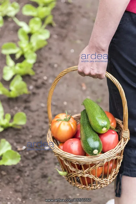 : Harvest of Tomatoes Coeur de Boeuf and Zucchinies : Harvest of Tomatoes Coeur de Boeuf and Zucchinies