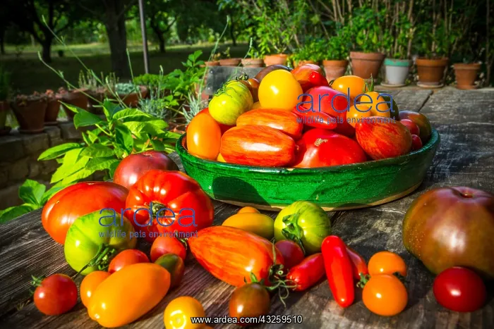 : Harvest of tomatoes in a garden ; Tomatoes: Rose : Harvest of tomatoes in a garden ; Tomatoes: Rose