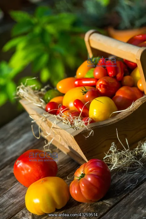 : Harvest of tomatoes in a garden ; Tomatoes: Rose : Harvest of tomatoes in a garden ; Tomatoes: Rose