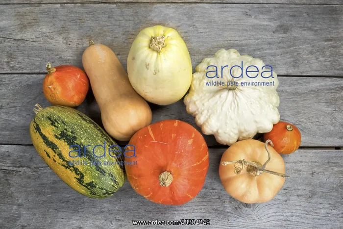: Harvest of various squash on a wooden table : Harvest of various squash on a wooden table