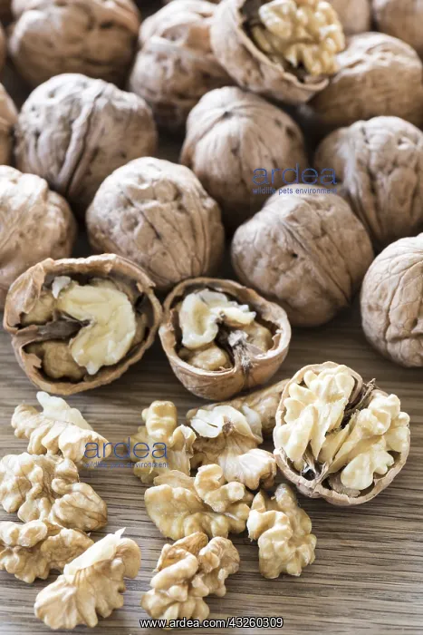 : Harvest walnut from a walnut tree, summer, Moselle : Harvest walnut from a walnut tree, summer, Moselle