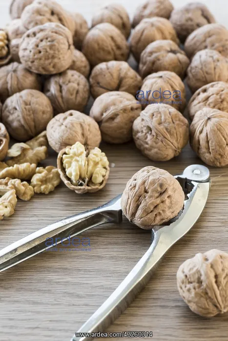 : Harvest walnut from a walnut tree, summer, Moselle : Harvest walnut from a walnut tree, summer, Moselle