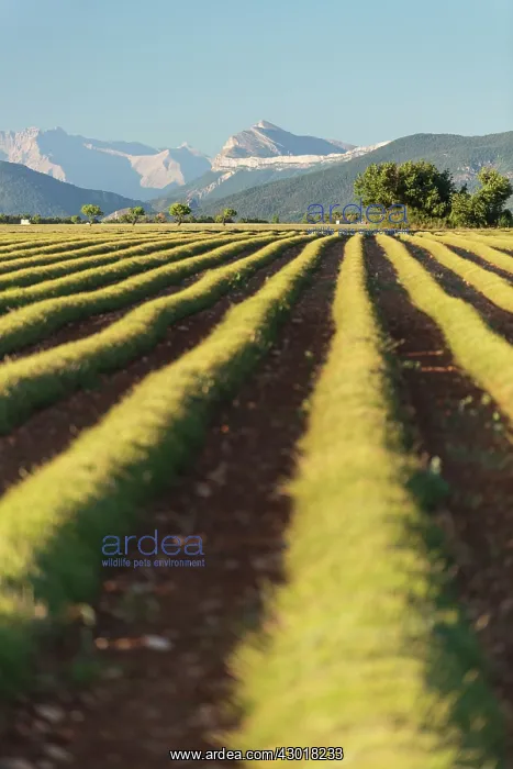 : Harvested Lavender Field : Harvested Lavender Field