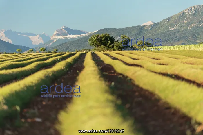 : Harvested Lavender Field : Harvested Lavender Field