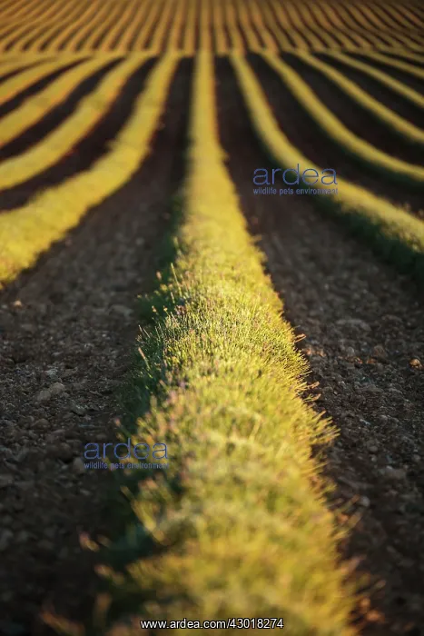 : Harvested Lavender Field : Harvested Lavender Field
