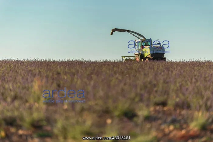  : Harvested Lavender Field with farming machine