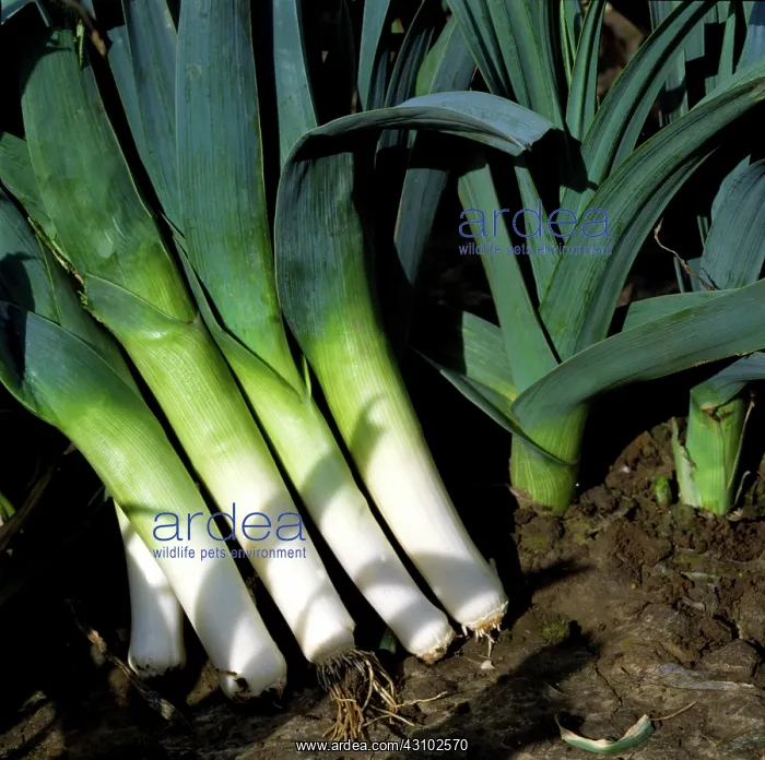 : Harvested leeks : Harvested leeks