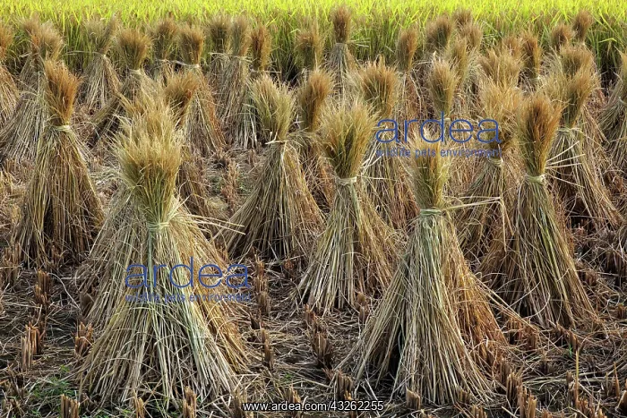 : Harvested rice, near Hongcun, China