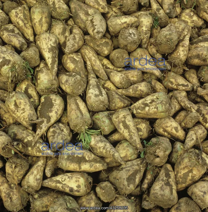 : Harvested Sugar Beet Roots : Harvested Sugar Beet Roots