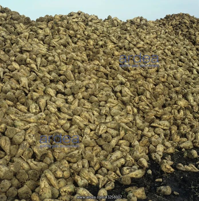 : Harvested Sugar Beet Roots : Harvested Sugar Beet Roots