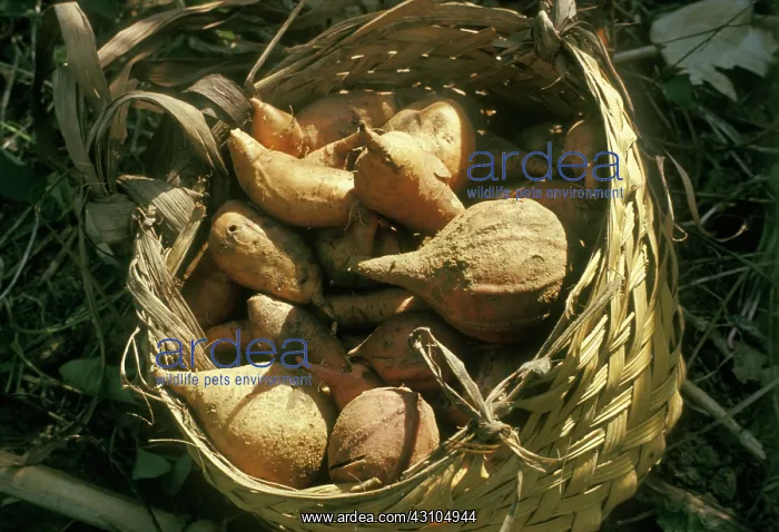 : Harvested Sweet Potatoes : Harvested Sweet Potatoes