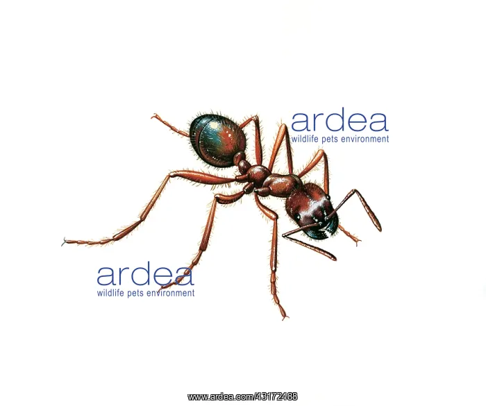 : Harvester Ant : Harvester Ant