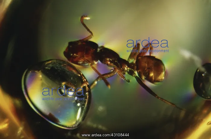 : Harvester Ant in Amber : Harvester Ant in Amber
