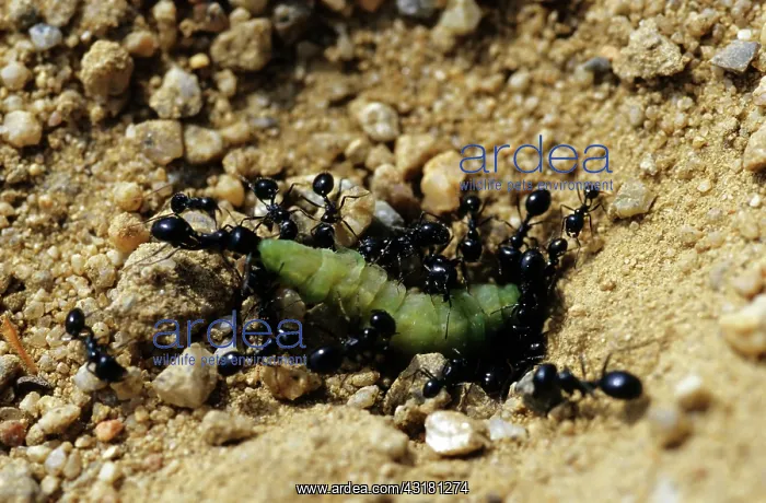 : Harvester Ants with prey (1 of 4) : Harvester Ants with prey (1 of 4)