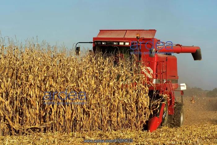 : Harvester harvests maize, Department Allier, Auvergne-Rhone- : Harvester harvests maize, Department Allier, Auvergne-Rhone-