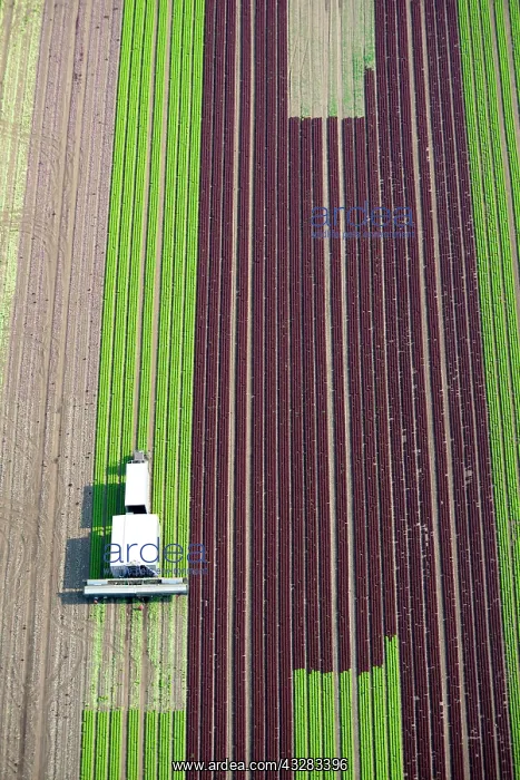 : Harvester on lettuce field, cultivation of red and : Harvester on lettuce field, cultivation of red and