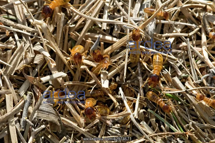 : Harvester Termites foraging : Harvester Termites foraging