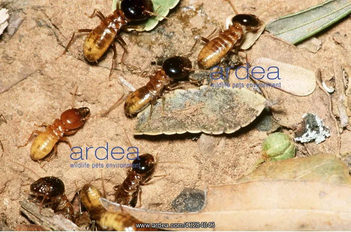 : HARVESTER TERMITES ON GROUND : HARVESTER TERMITES ON GROUND