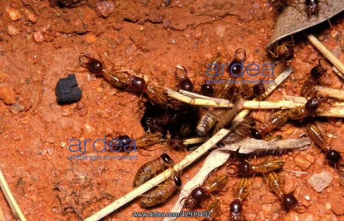 : Harvester termites - workers bringing grass to : Harvester termites - workers bringing grass to