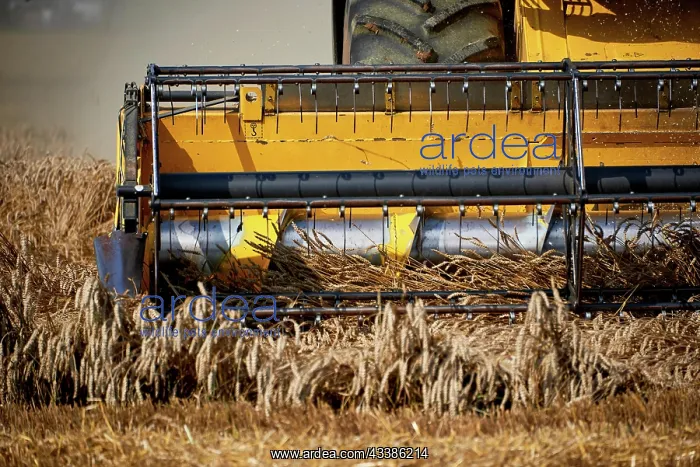 : Harvester working on wheat field : Harvester working on wheat field