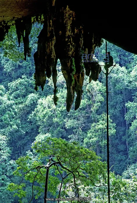 : Harvesting Birds Nests, Niah, Malaysia : Harvesting Birds Nests, Niah, Malaysia