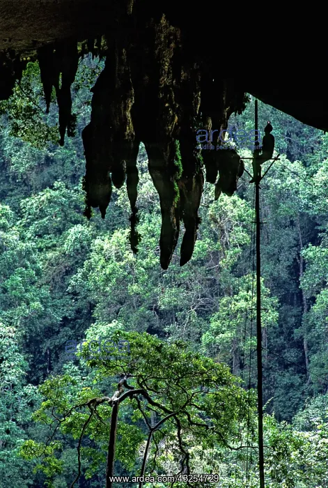 : Harvesting Birds Nests, Niah, Malaysia : Harvesting Birds Nests, Niah, Malaysia