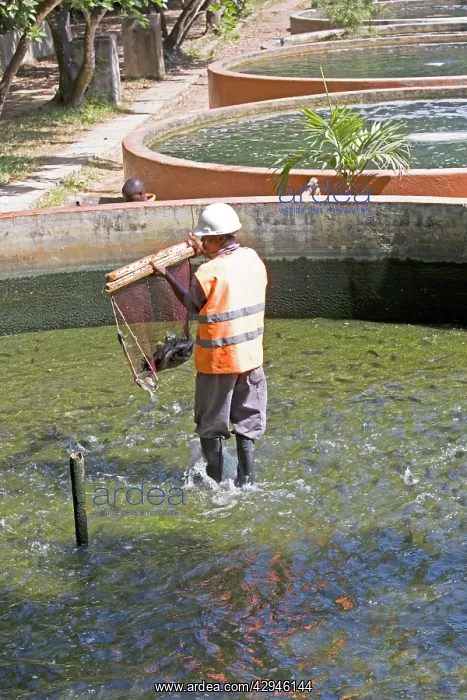 : Harvesting fish from tilapia cultivation ponds : Harvesting fish from tilapia cultivation ponds