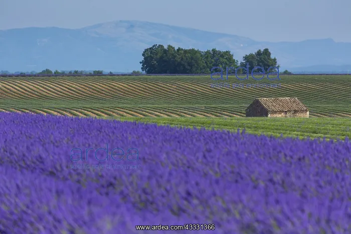 : Harvesting, Lavender (lavandin) Fields, Valensole : Harvesting, Lavender (lavandin) Fields, Valensole