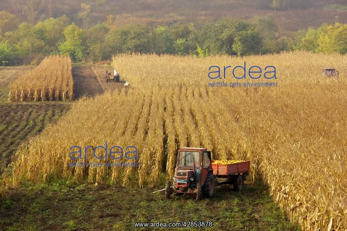 : Harvesting maize, or corn, in autumn, near Saschiz; : Harvesting maize, or corn, in autumn, near Saschiz;