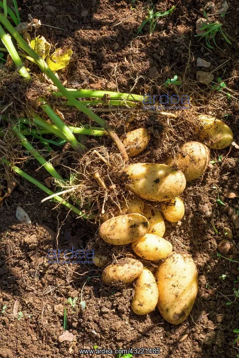 : Harvesting new potatoes Amandine in july, Provence : Harvesting new potatoes Amandine in july, Provence