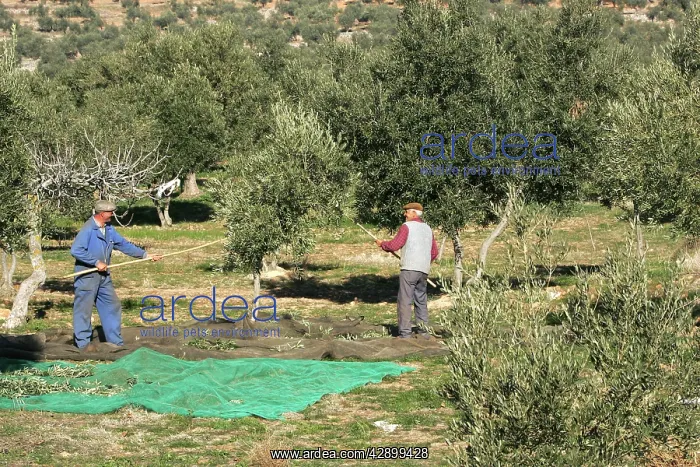 : Harvesting olives : Harvesting olives