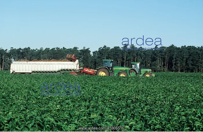 : HARVESTING PARSNIPS - green crop : HARVESTING PARSNIPS - green crop