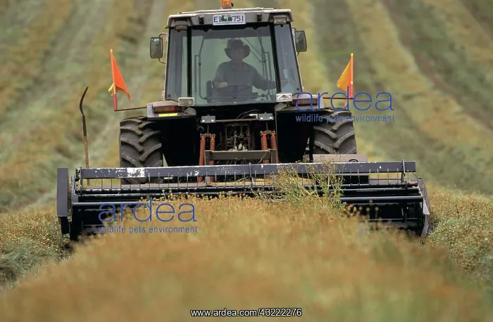 : Harvesting pyrethrum : Harvesting pyrethrum