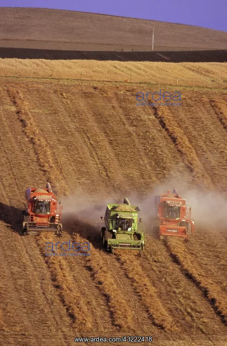 : Harvesting Pyrethrum : Harvesting Pyrethrum