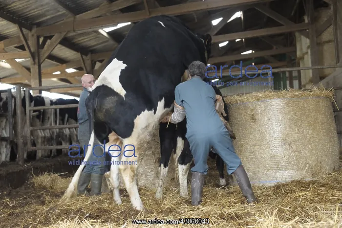 : Harvesting of sperm from a bull Pim'Holstein France : Harvesting of sperm from a bull Pim'Holstein France