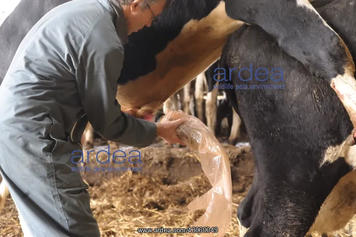 : Harvesting of sperm from a bull Pim'Holstein France : Harvesting of sperm from a bull Pim'Holstein France