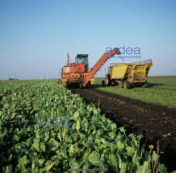 : Harvesting sugar beets : Harvesting sugar beets