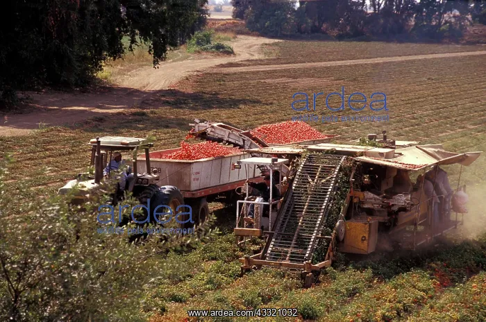 : Harvesting Tomatoes : Harvesting Tomatoes