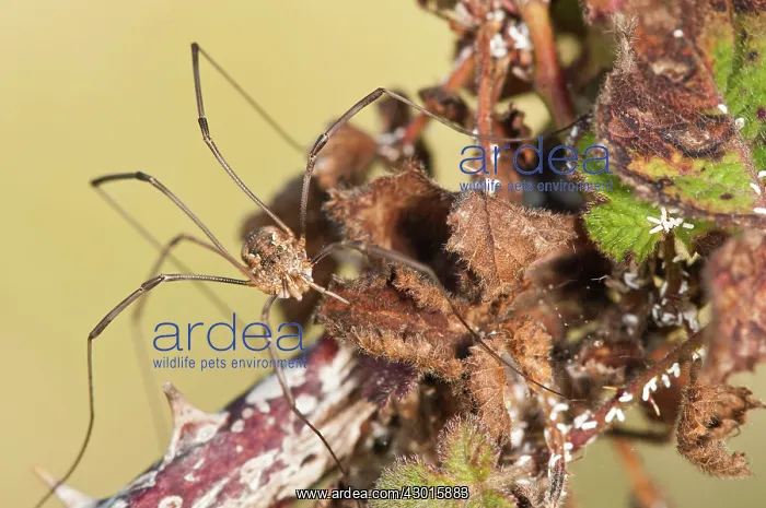  : Harvestman