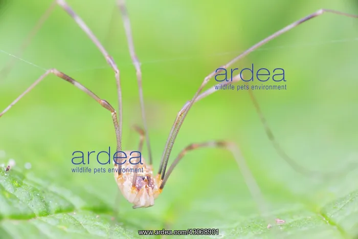 : Harvestman : Harvestman