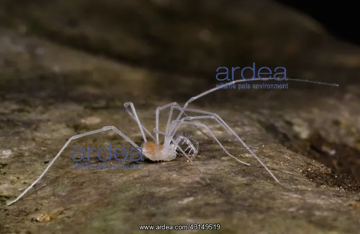 : Harvestman : Harvestman