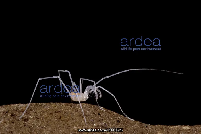  : Harvestman