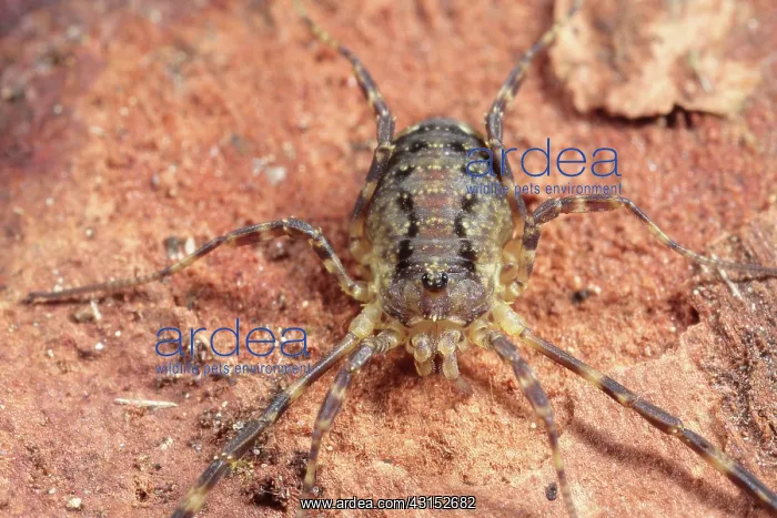 : Harvestman : Harvestman